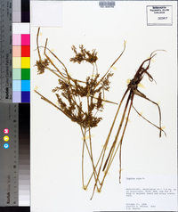 Cyperus iria image