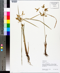 Cyperus iria image