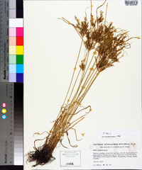 Cyperus iria image