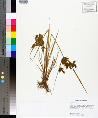 Cyperus iria image