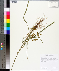 Cyperus iria image