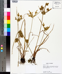 Cyperus iria image