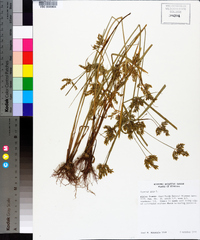 Cyperus iria image