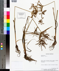 Cyperus iria image