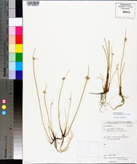 Cyperus laevigatus image