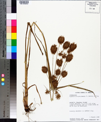 Cyperus lancastriensis image