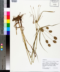 Cyperus lancastriensis image