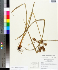 Cyperus lancastriensis image