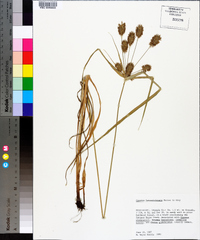 Cyperus lancastriensis image