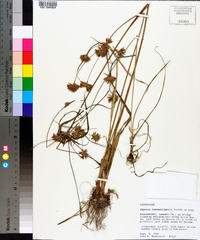 Cyperus lancastriensis image