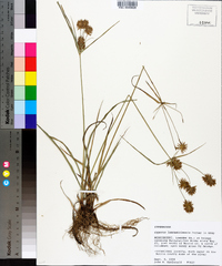 Cyperus lancastriensis image