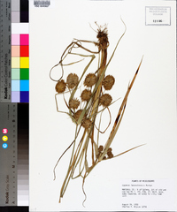 Cyperus lancastriensis image