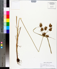 Cyperus lancastriensis image