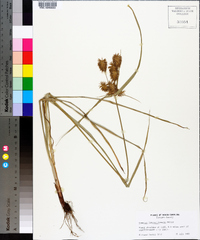 Cyperus lancastriensis image