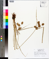 Cyperus lancastriensis image