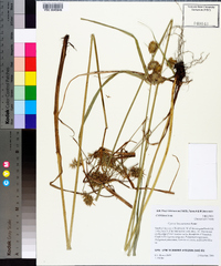 Cyperus lancastriensis image