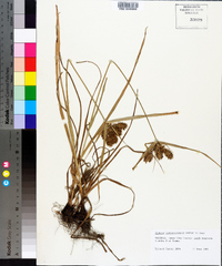 Cyperus lancastriensis image