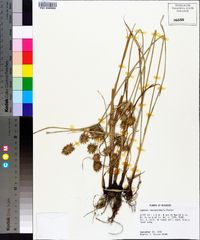 Cyperus lancastriensis image