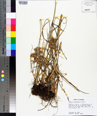 Cyperus lancastriensis image