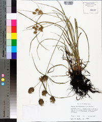 Cyperus lancastriensis image