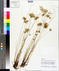 Cyperus lanceolatus image