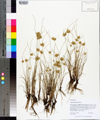 Cyperus lanceolatus image