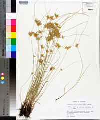 Cyperus lanceolatus image