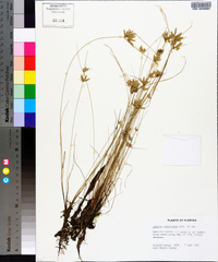 Cyperus lanceolatus image