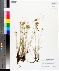 Cyperus lanceolatus image