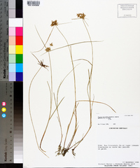 Cyperus lanceolatus image