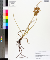 Cyperus lecontei image