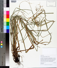 Cyperus lentiginosus image