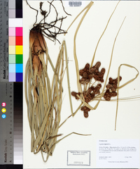 Cyperus ligularis image