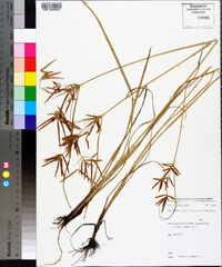 Cyperus longus image