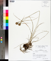 Cyperus lupulinus image