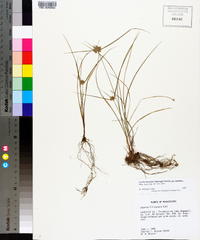 Cyperus lupulinus subsp. lupulinus image