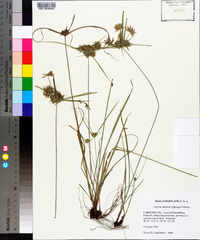 Cyperus lupulinus image