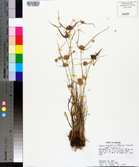 Cyperus lupulinus subsp. lupulinus image