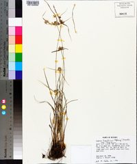 Cyperus lupulinus image