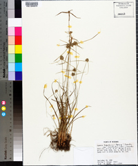 Cyperus lupulinus image