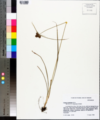 Cyperus manimae image