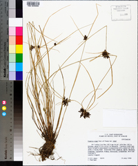 Cyperus niger image