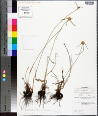 Cyperus niveus var. leucocephalus image