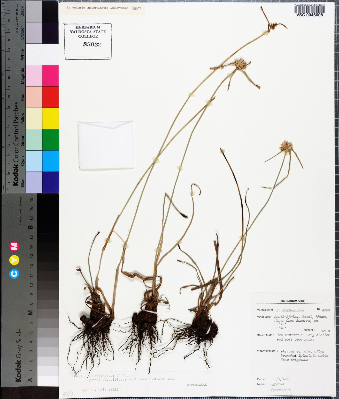 Cyperus niveus var. leucocephalus image