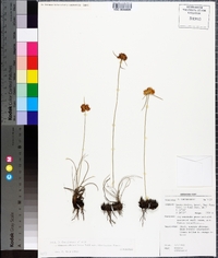 Cyperus niveus var. leucocephalus image