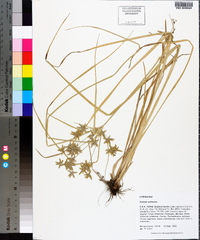 Cyperus ochraceus image