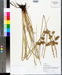 Cyperus ochraceus image