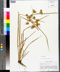 Cyperus ochraceus image