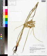 Cyperus ochraceus image