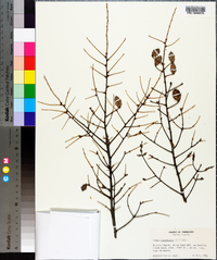 Tsuga canadensis image